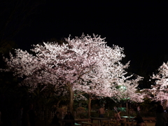 縮景園の夜桜