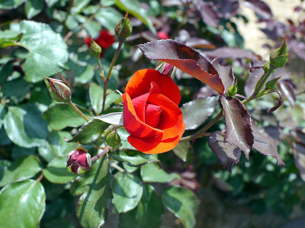 薔薇