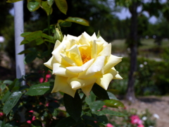 薔薇
