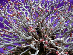 109_P1040658g