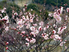 P1040938g