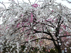 縮景園の桜
