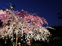 縮景園の夜桜