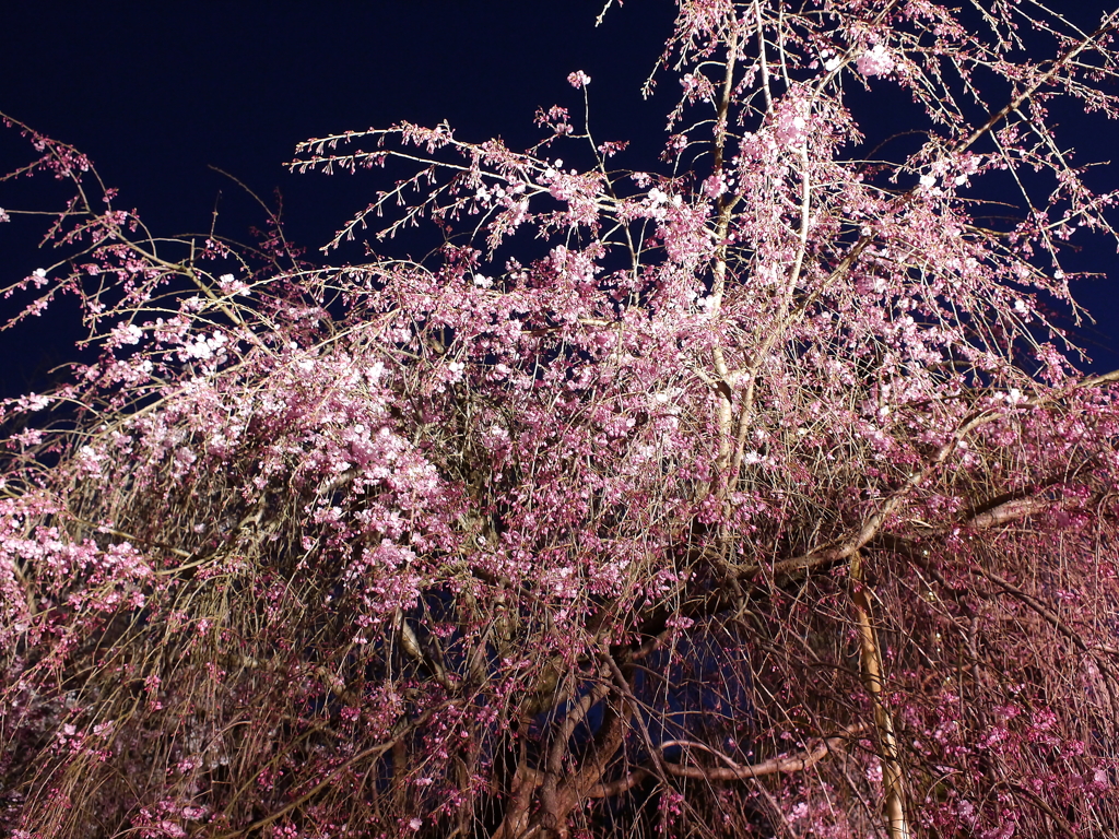 縮景園の夜桜