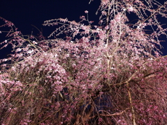 縮景園の夜桜