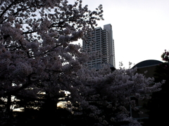 縮景園の桜