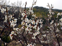 P1040905g