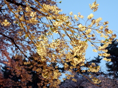 縮景園の桜