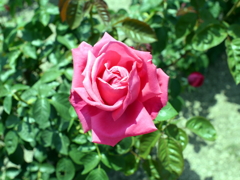 薔薇
