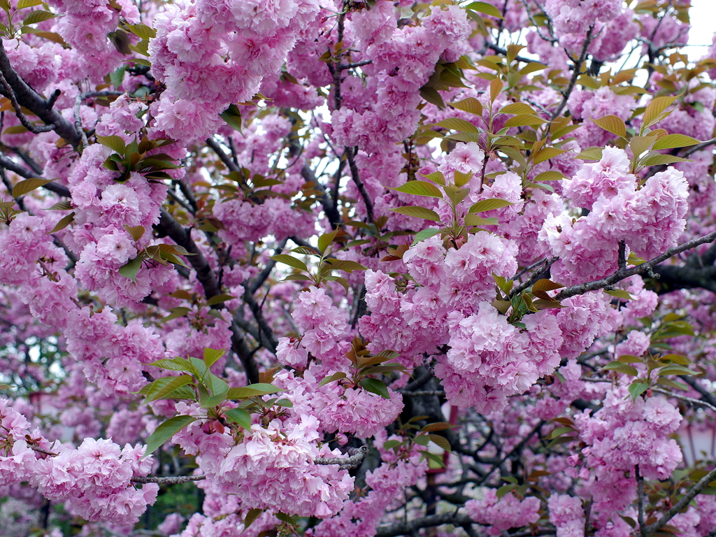 八重桜