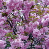 八重桜