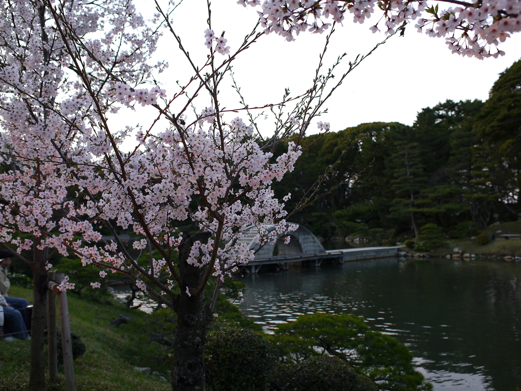 縮景園の桜