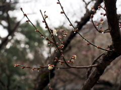 縮景園の梅