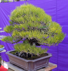 111_P1040661g