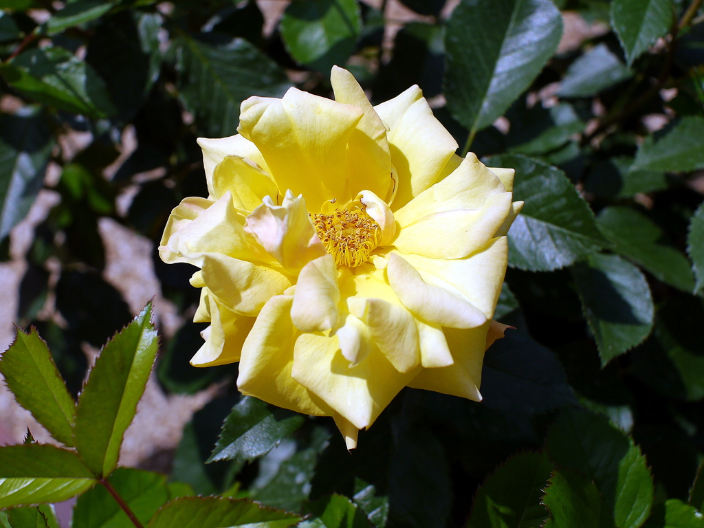 薔薇