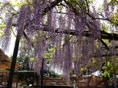 フジ
