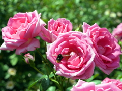 薔薇と蜜蜂