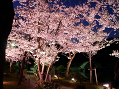 縮景園の夜桜