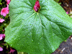 梅雨入り