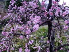 P1040839g