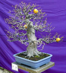 113_P1040664g