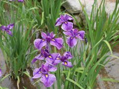 P1010537