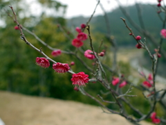 P1040920g
