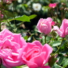 薔薇と蜜蜂
