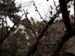 縮景園の梅