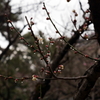 縮景園の梅