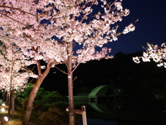 縮景園の夜桜