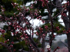 P1060021g