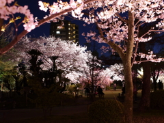 縮景園の夜桜