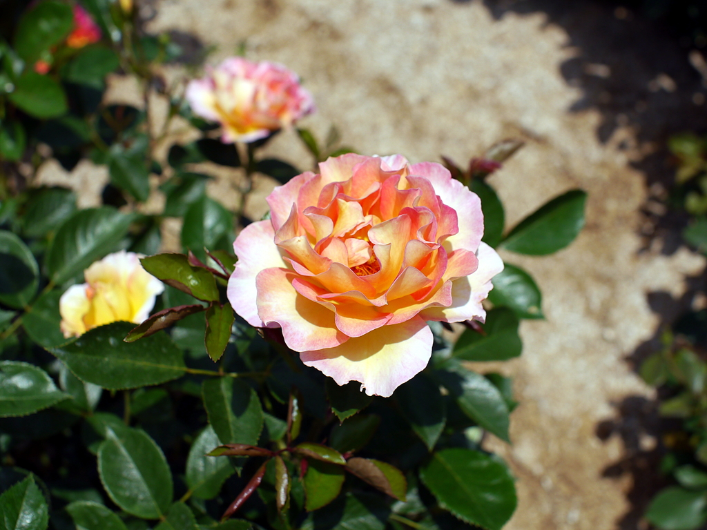 薔薇