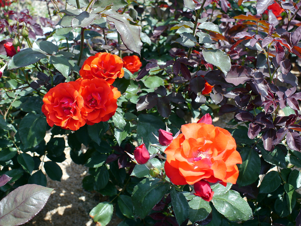 薔薇