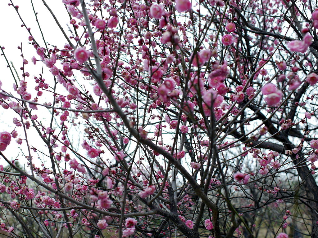 P1040884g