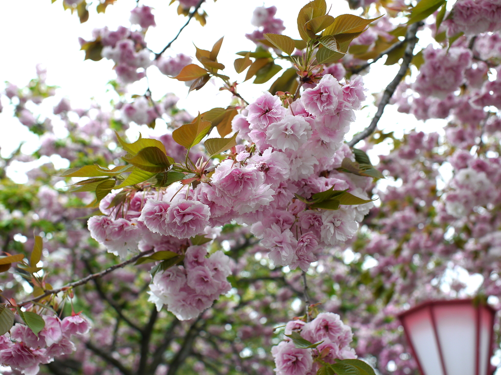 八重桜