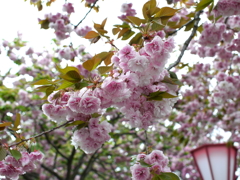 八重桜
