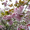 八重桜