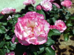 薔薇
