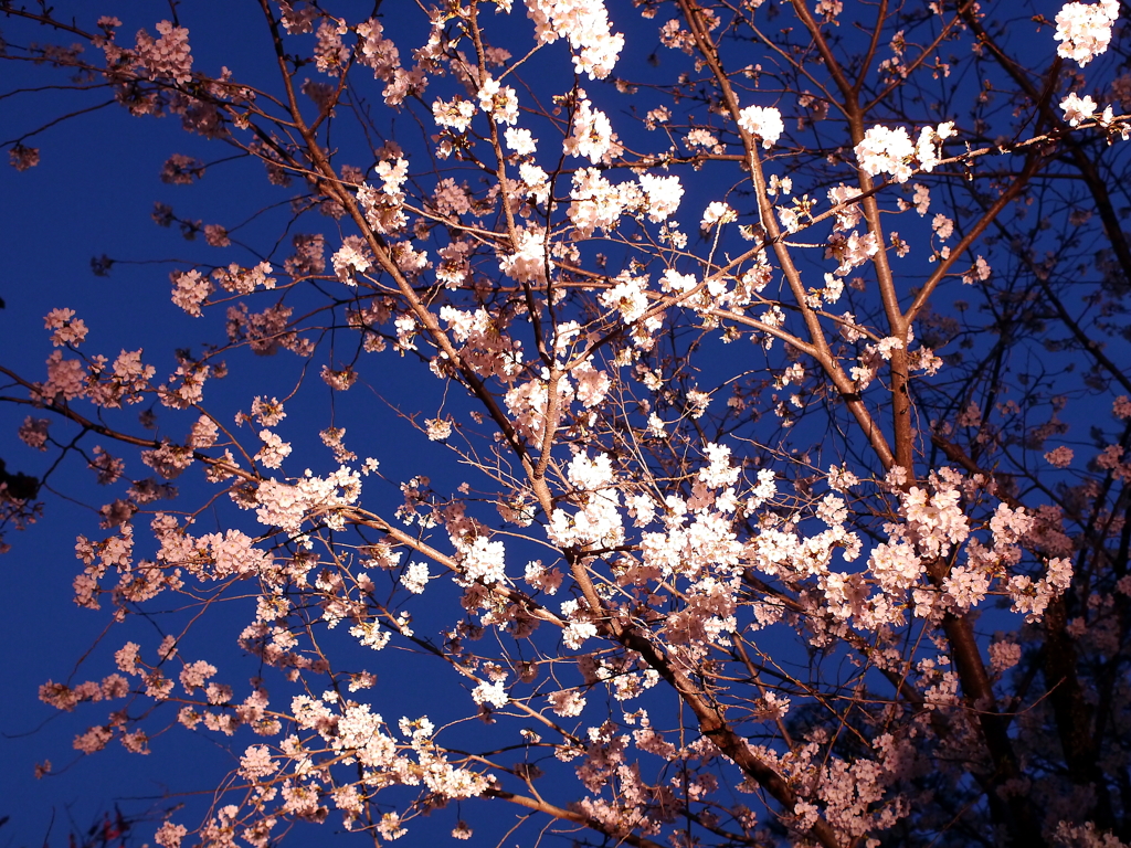 縮景園の夜桜