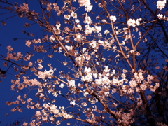 縮景園の夜桜