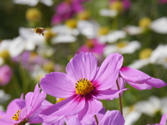 コスモスと蜜蜂