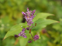 P1050509