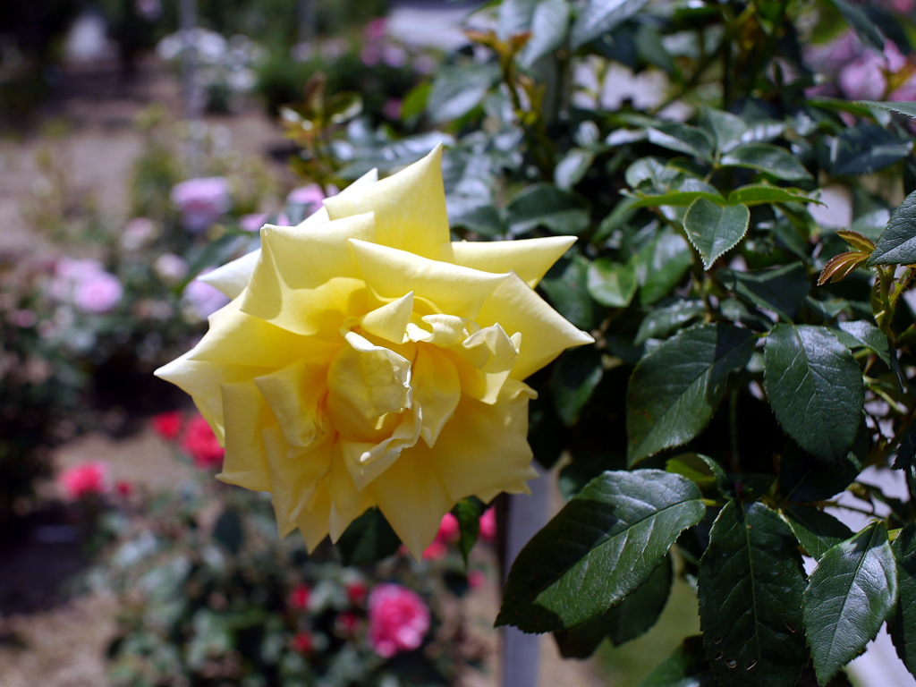 薔薇