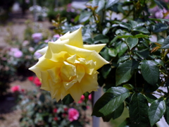薔薇