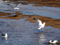 10_P1090485g