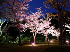 縮景園の夜桜