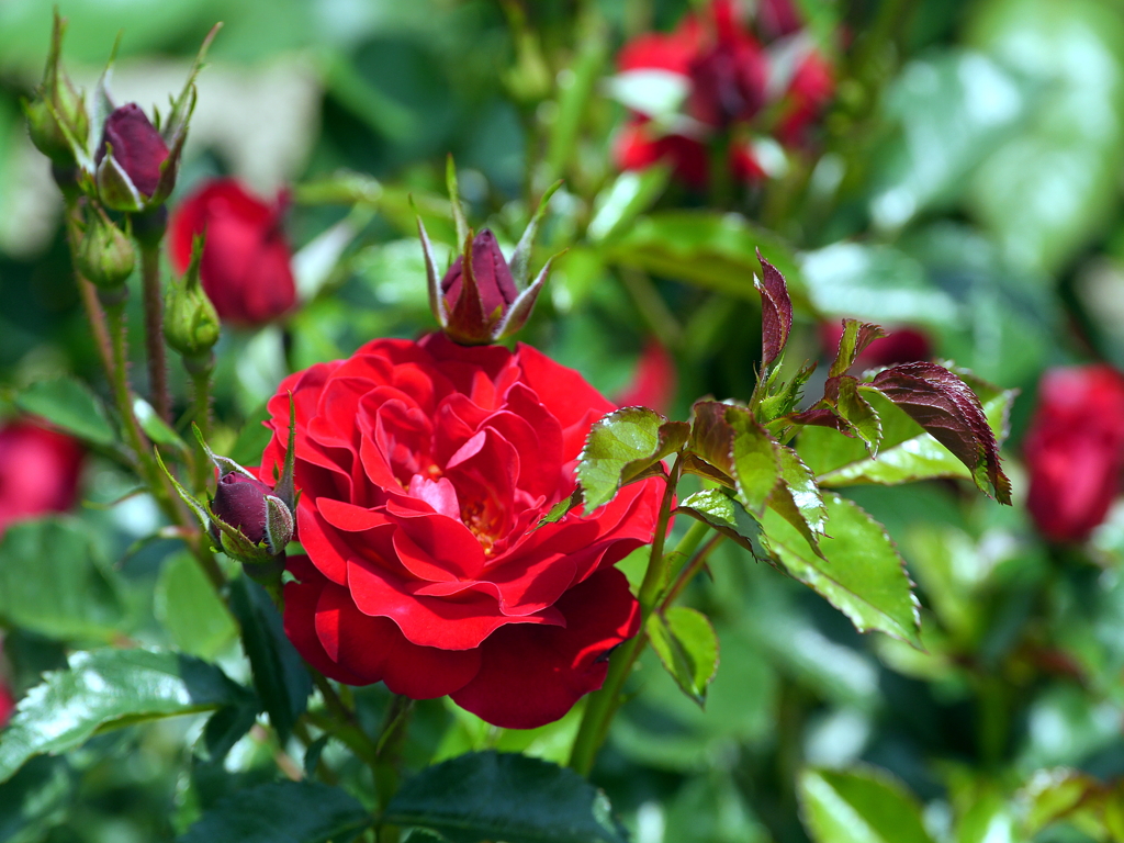 薔薇