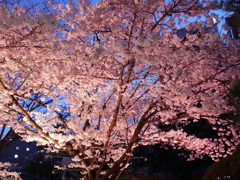 縮景園の夜桜